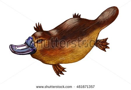 stock-photo-australian-platypus-color-realistic-illustration-461671357.jpg
